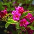 Weigela bristol ruby ​​(bristol rubin, bristol ruby): fotografija i opis grma, uzgoj i njega